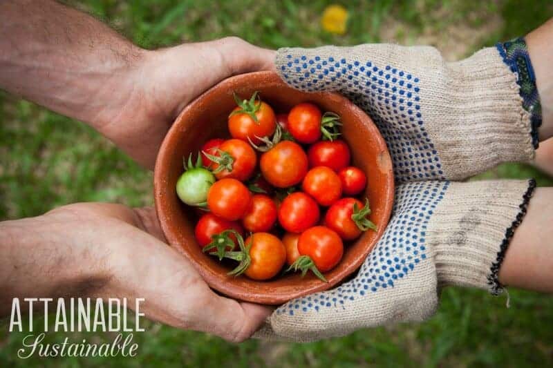 cherry tomatoes in a brown bowl, held between two sets of human hands (one gloved)
