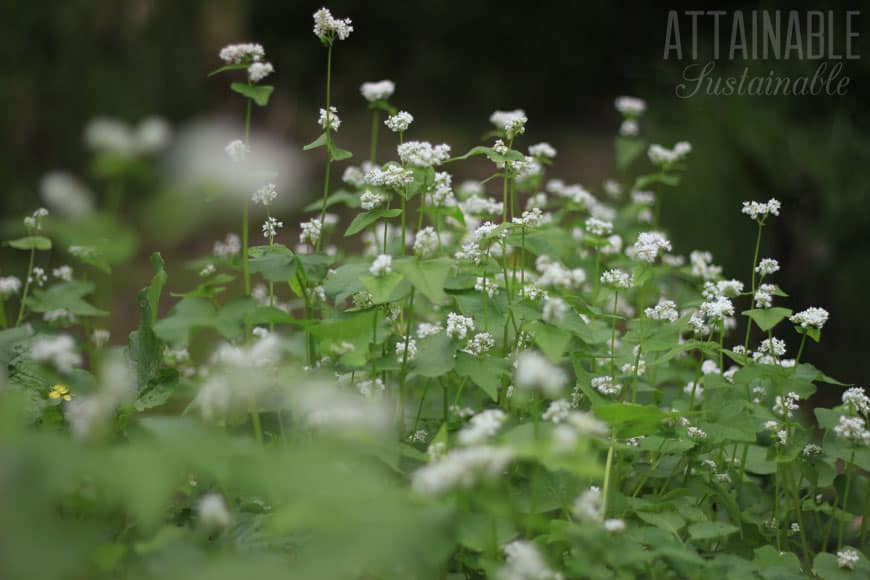 buckwheat plants growing in a garden