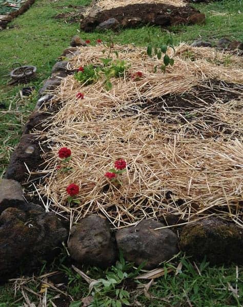 raised bed garden with rock edges and filled with soil topped by straw