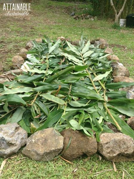 ginger stalks in a raised bed