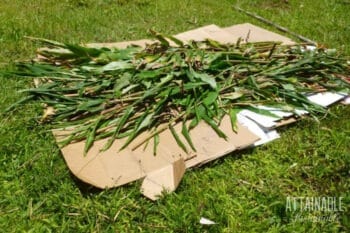 cardboard with fresh greens on top for lasagna garden
