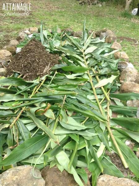  ginger stalks in a raised bed