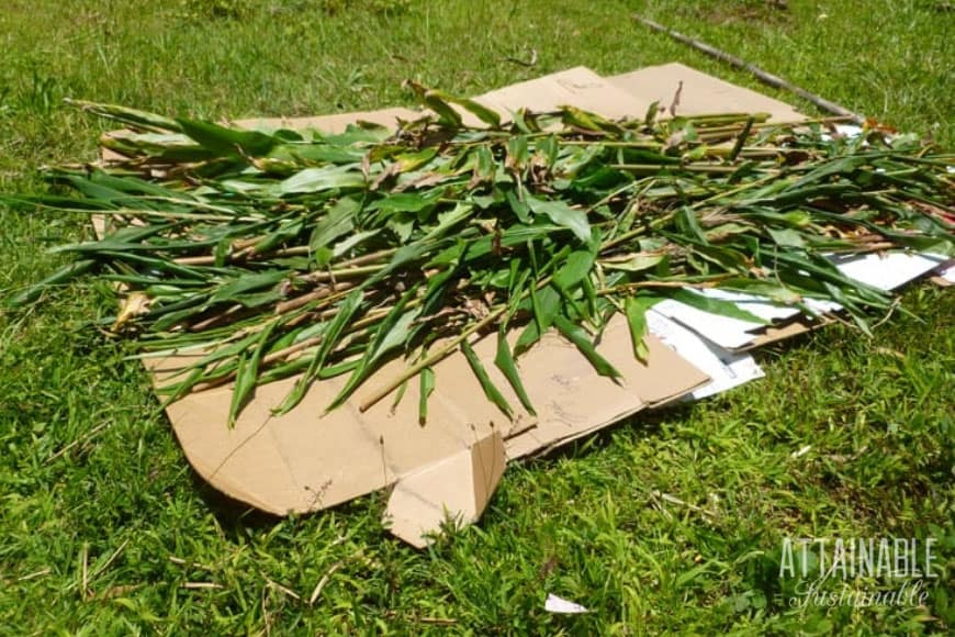 cardboard with greens atop it, lasagna gardening in action