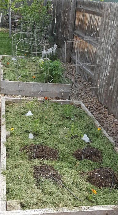 grassy raised garden beds with tomato cages