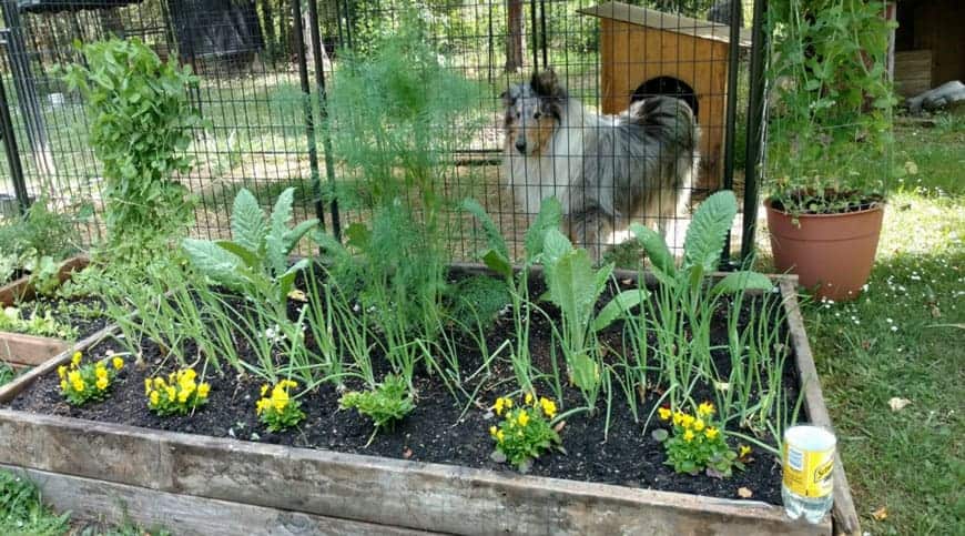 vegetable garden with collie dog in background