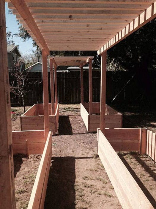 raised garden beds with wood arbor, freshly built