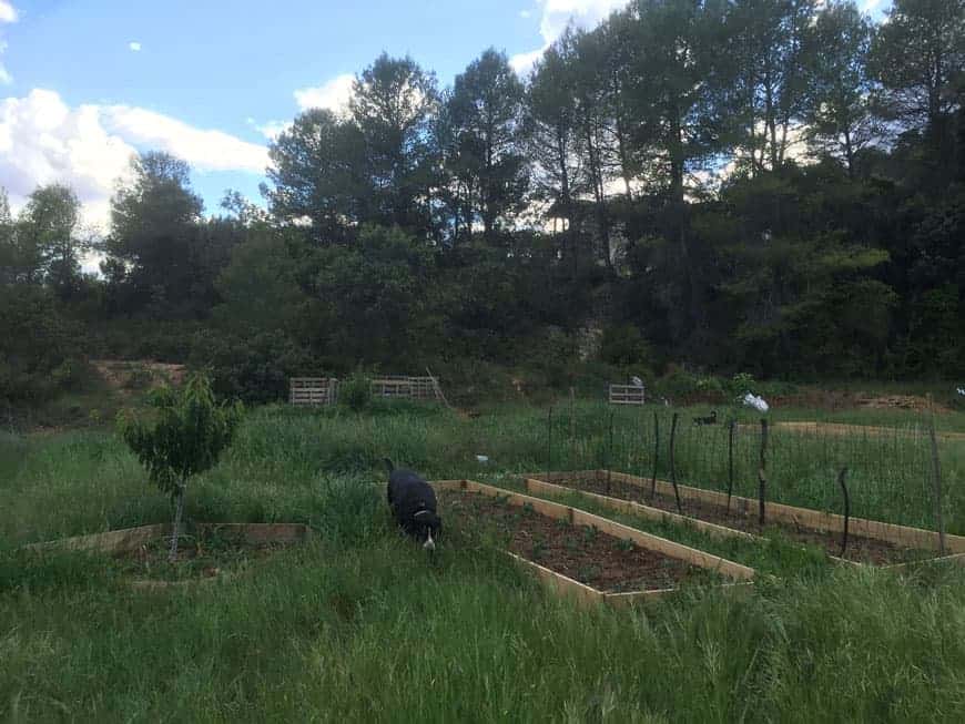 raised vegetable garden beds in a green pasture with a black dog