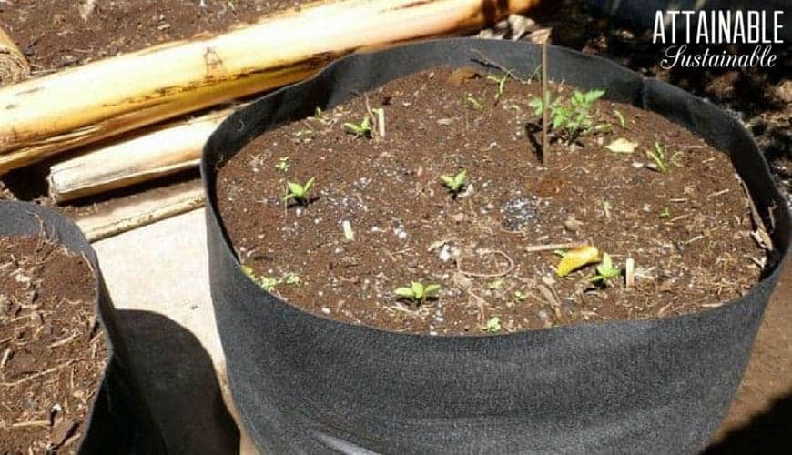 black fabric containers full of soil with seedlings