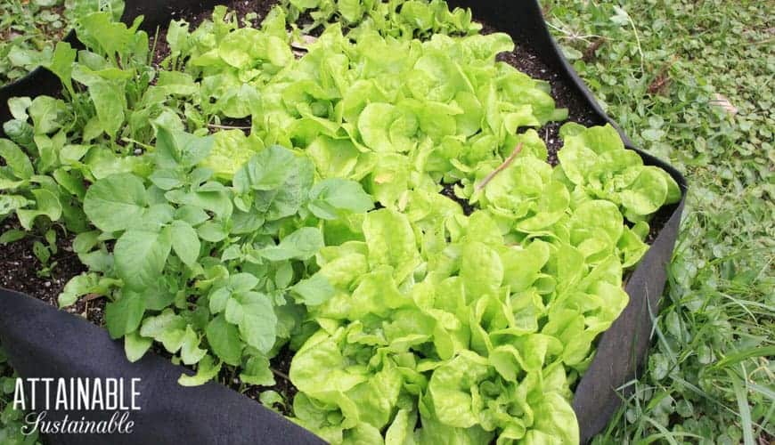 grow bags planted with green leaf lettuce and potatoes