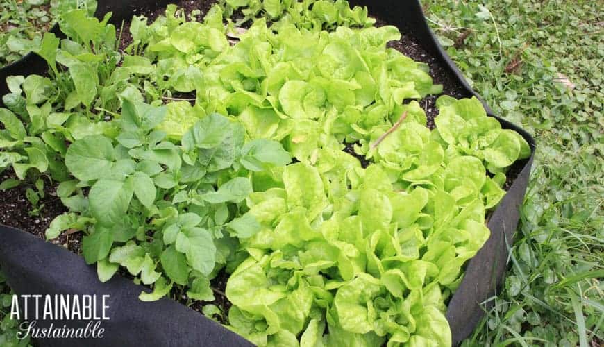 Will Using Grow Bags Make Gardening Easier? – ECOgardener