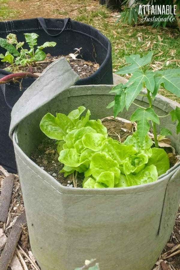 lettuce in a fabric container