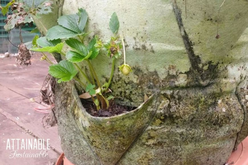 moldy grow bag with strawberries