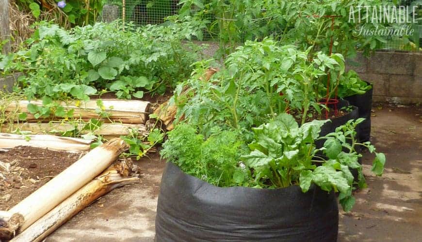 grow bags on a driveway with beets and tomato plants