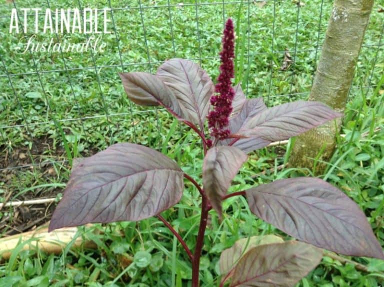 What to Feed Chickens When You're on a Budget