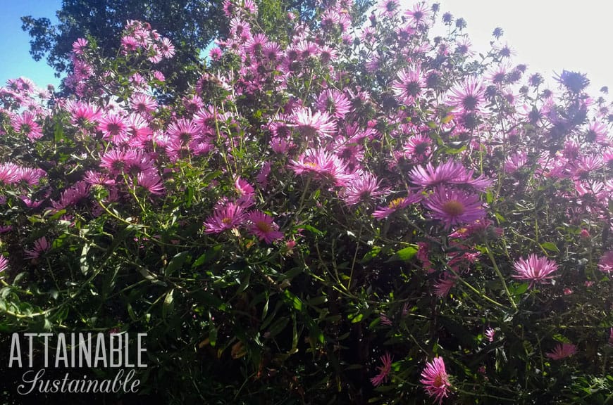 pink aster flowers on a large green bush