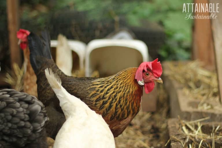 Chickens in the Garden 5 Ways to Put Your Hens to Work For You