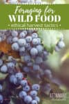 mahonia berry to forage in the wild