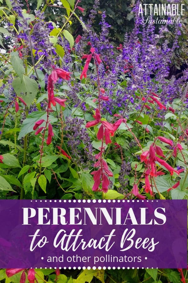 blue and red salvia blossoms in a pretty pollinator garden