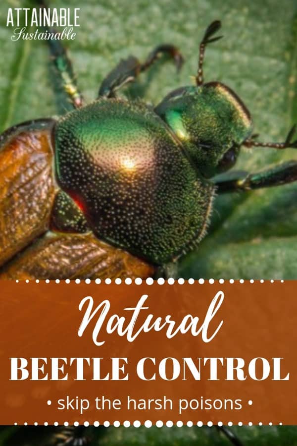 japanese beetle on a green leaf