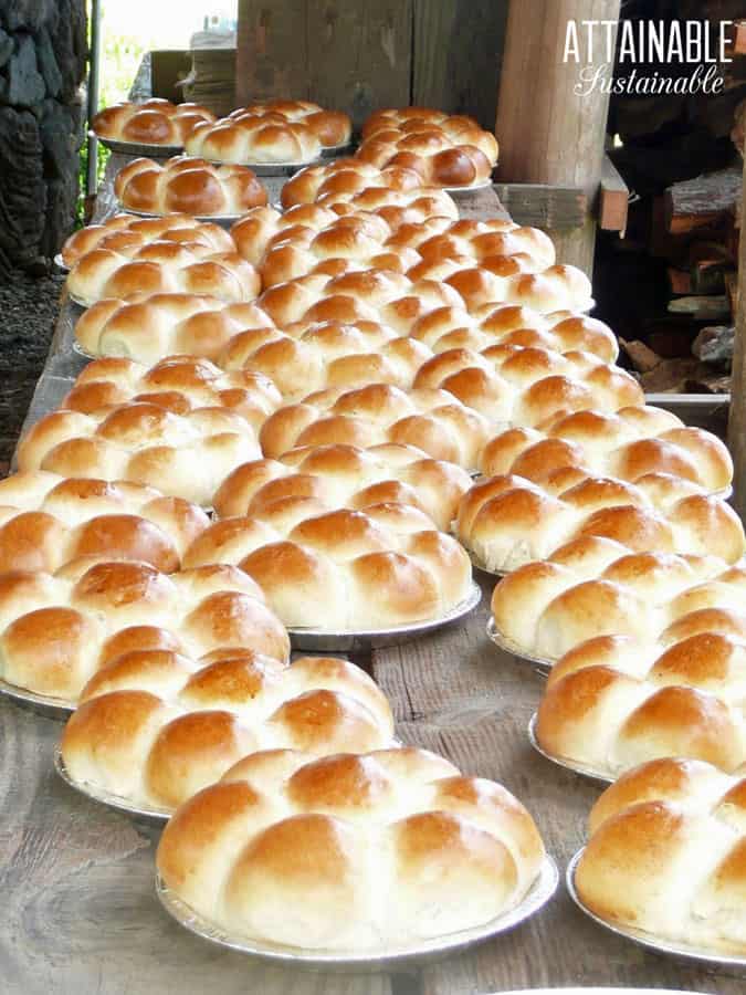 pie tins filled with raw portuguese sweet bread dough, browned