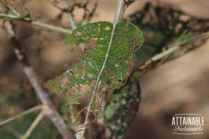 Chinese rose beetles and the Japanese beetle can wreak havoc in a hurry. Here's one way to eliminate them from your garden.