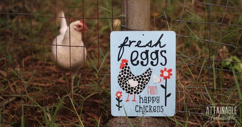 6 Mistakes I Made in the Hen House (And How You Can Avoid Them)