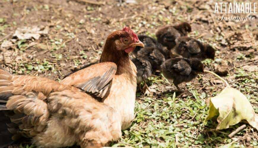 brown hen with black chicks