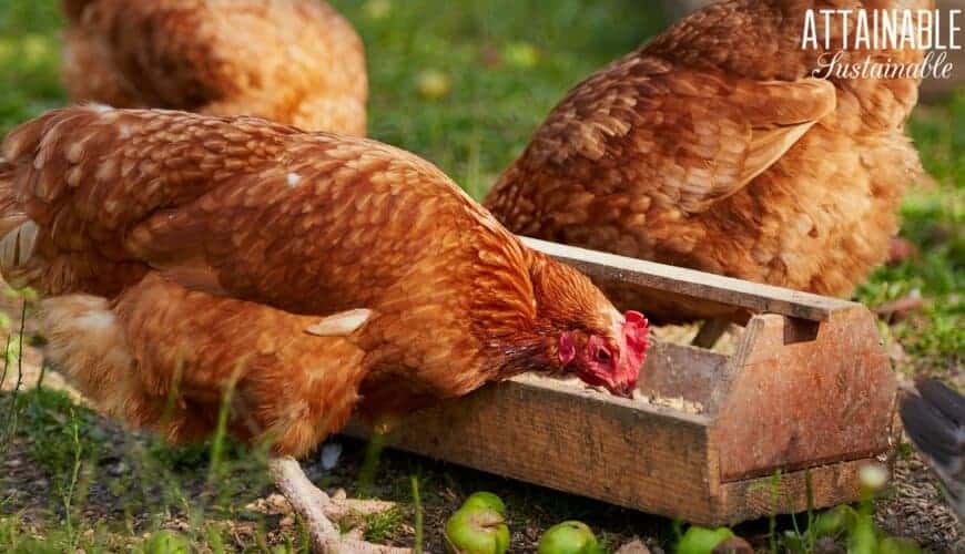 brown chickens at feeding trough 