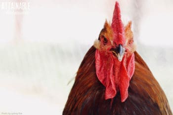 close up of brown rooster looking right at camera