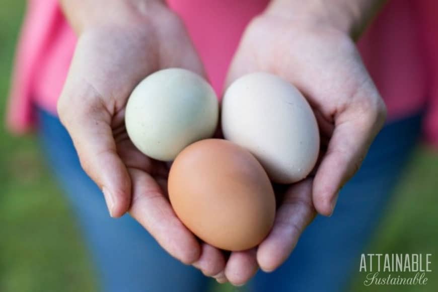 The Journey To Backyard Self Sufficiency One Mom S Story