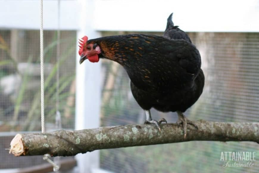 black chicken on a swing made from a branch