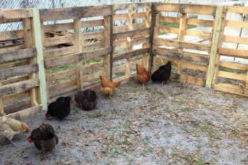 pallet chicken run with chicken flock on dirt