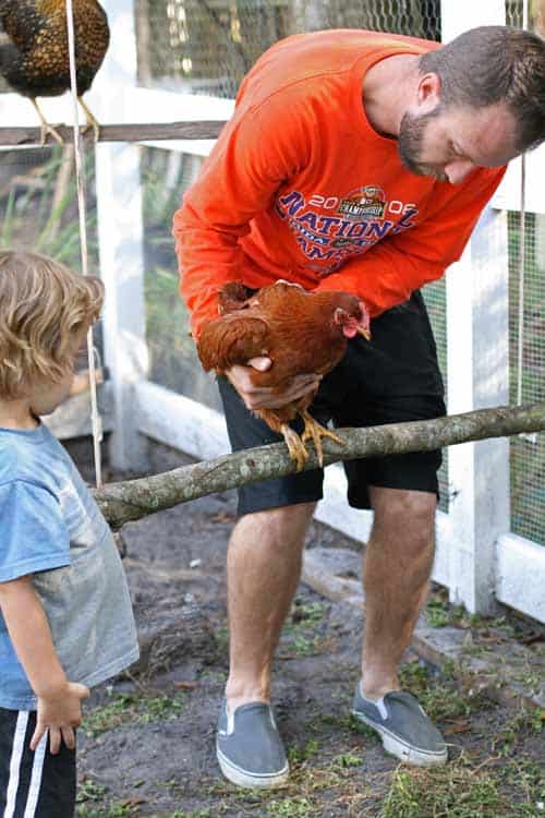 bearded man in orange shirt placing a hen on a swing for chickens