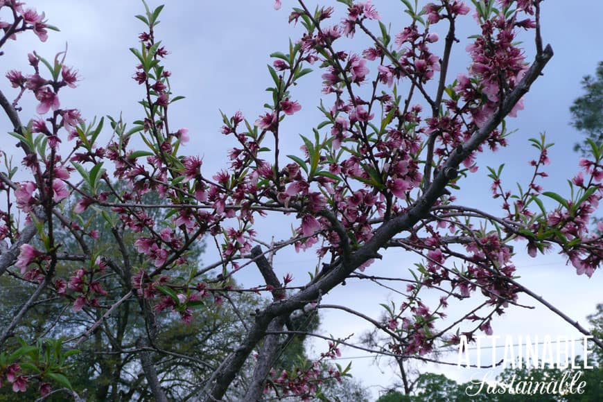 pink nectarine tree blossoms against blue sky - nectarine trees are beautiful in the springtime!