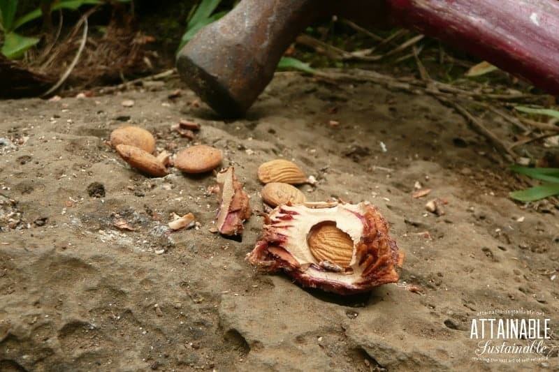 nectarine pit cracked open to show seed