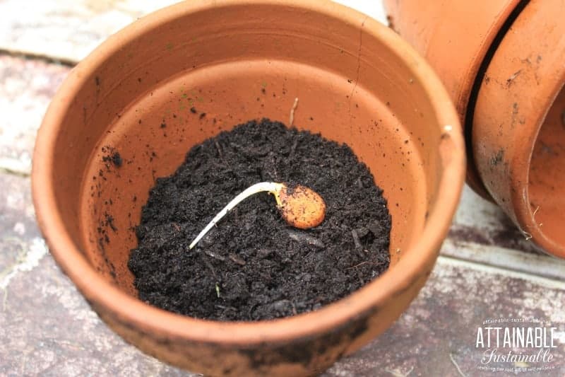 nectarine sprouting to begin forming a nectarine tree. In clay pot with soil