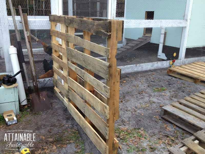 assembling the DIY pallet fence for chickens -- two pallets standing upright, adjacent to chicken coop