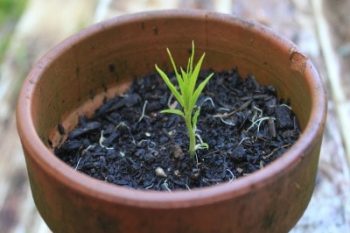 Grow a nectarine - or any stone fruit - from seed.