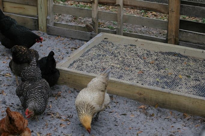 mixed flock of hens in front of a newly built grazing box