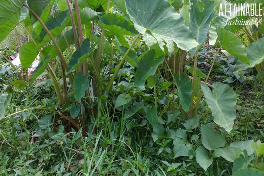 taro and sweet potato growing together in a smart vegetable garden layout