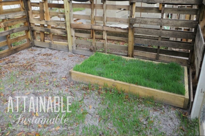 green grass in a wooden grazing box