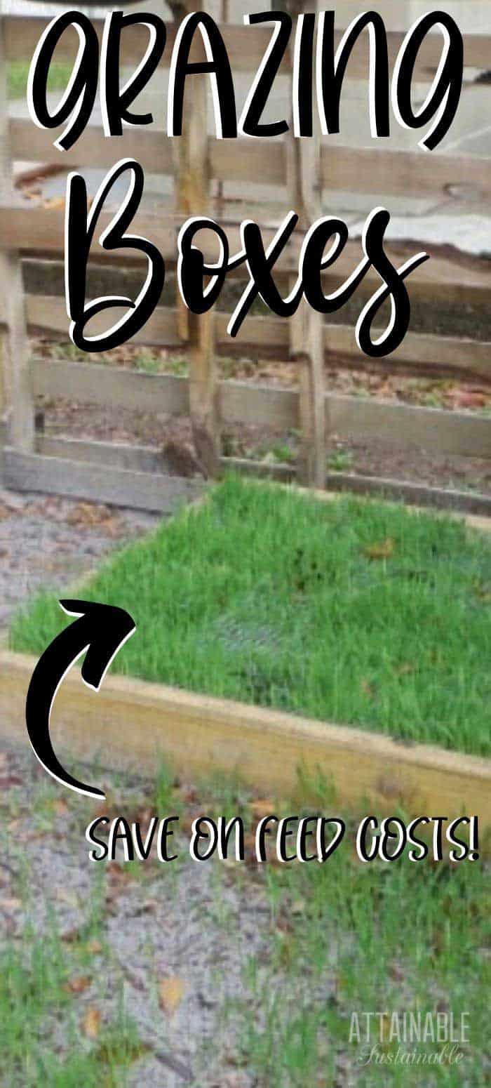 wooden box with grass growing in it