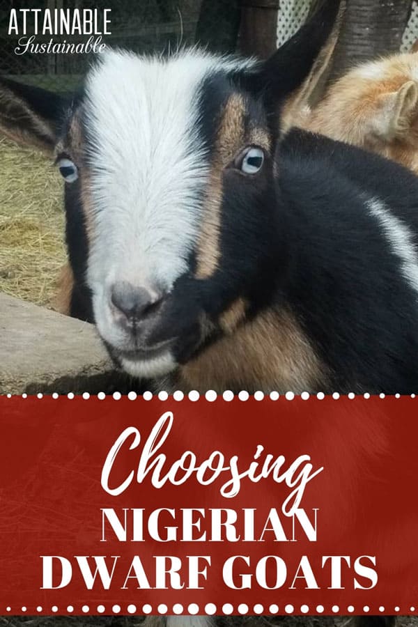 black, brown, and white nigerian goat, up close