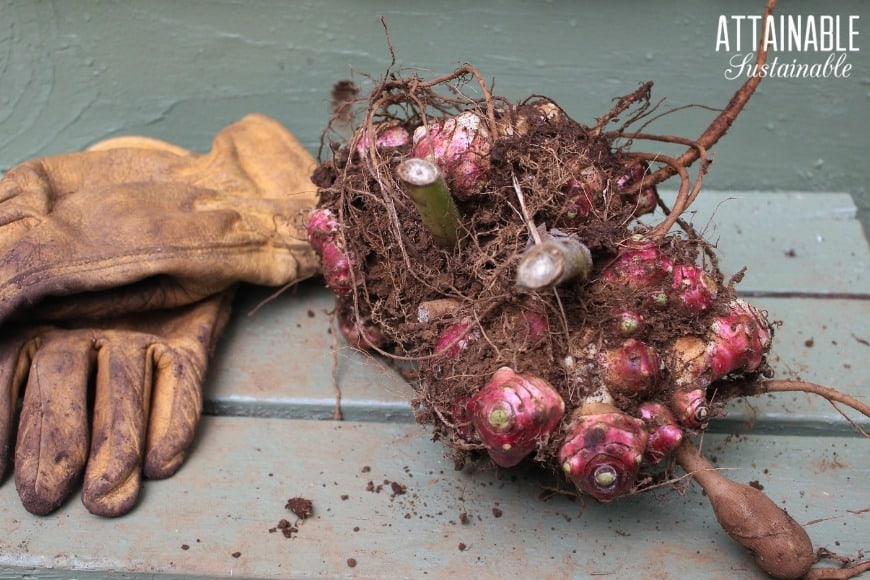 pink yacon root rhizomes with a pair of leather work gloves