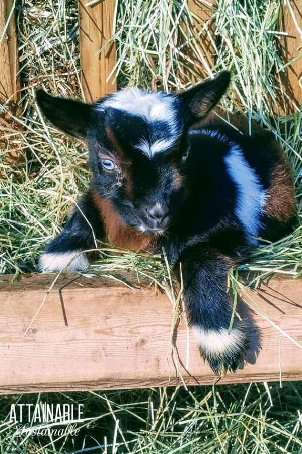 black brown and white nigerian dwarf goat kid in alfalfa trough