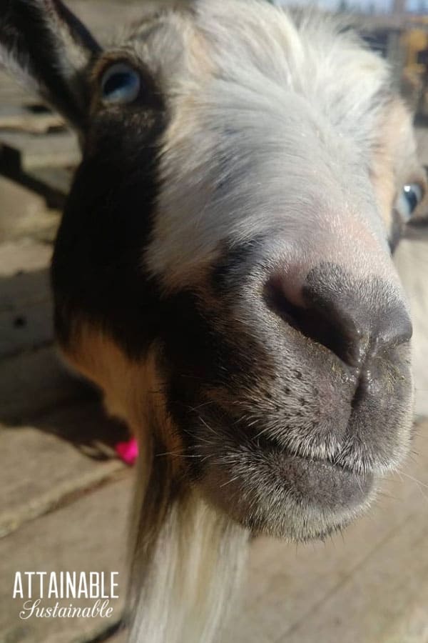 close up of a gray nigerian dwarf goat's nose and mouth
