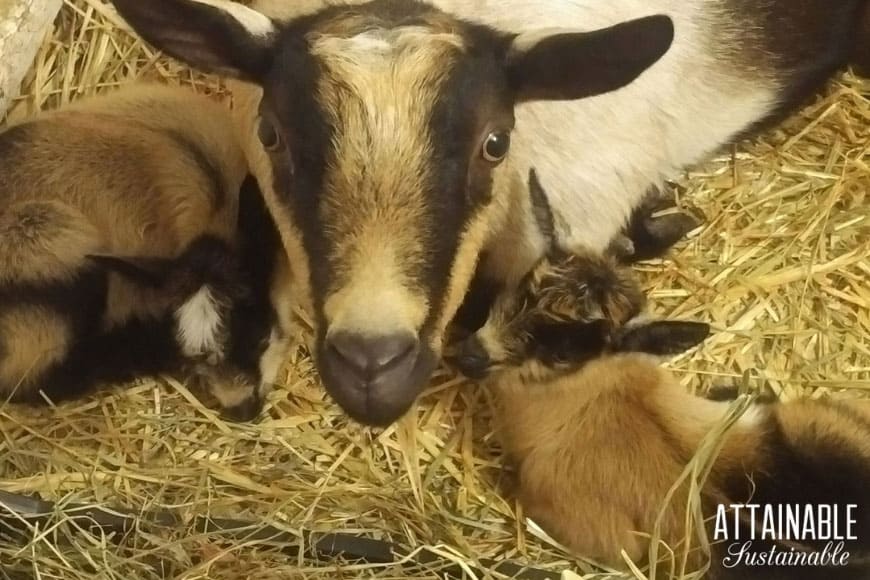 nigerian dwarf goat momma with two kids