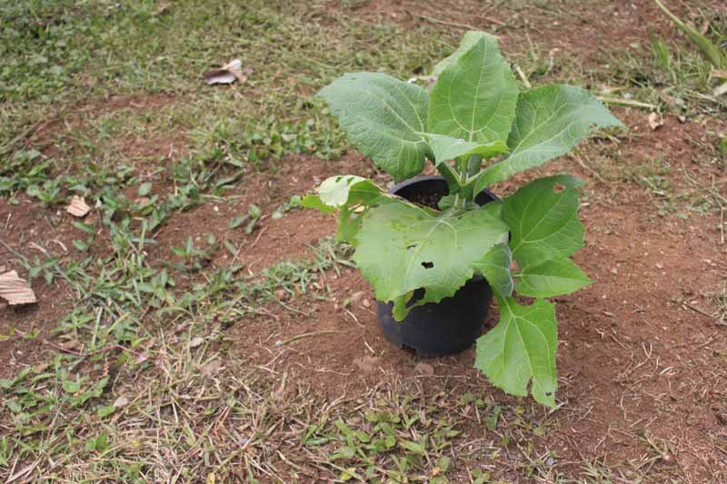 Yacon's edible tubers are sweet and crunchy, giving it the nickname "ground apple." We're growing yacon in the garden this year for the first time.