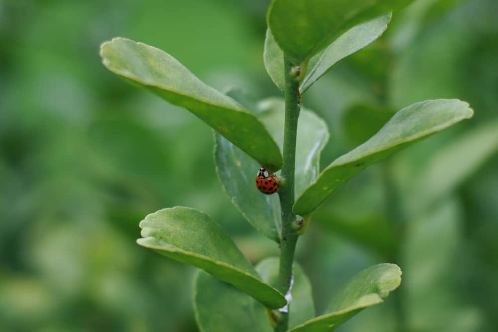 ladybug on a plant as an organic pest control method