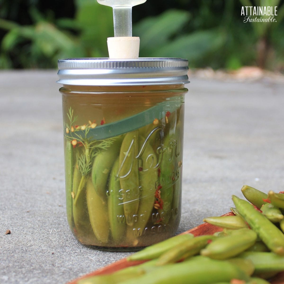 snow peas in a canning jar, glass fermentation weight visible.